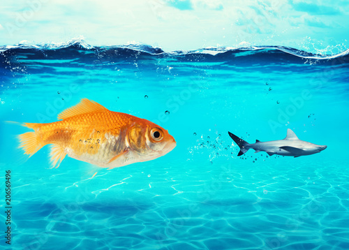 Obraz na plátně Big goldfish attacks a scared shark in the ocean