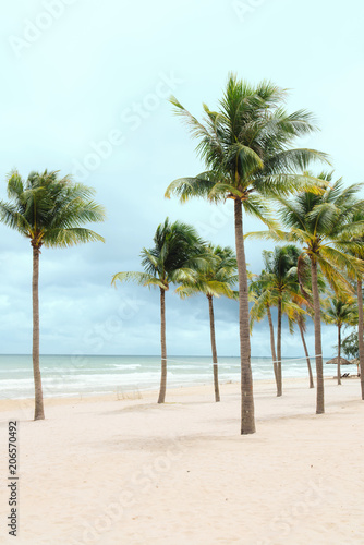 Fototapeta Naklejka Na Ścianę i Meble -  Palm trees natural background. blue sky and tropical plants
