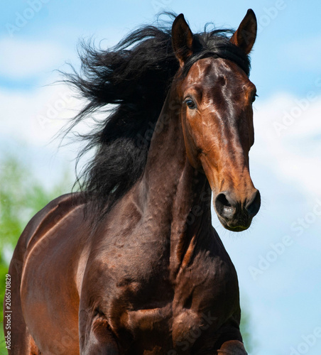 Bay andalusian stallion in motion