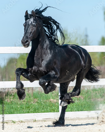 Fototapeta Naklejka Na Ścianę i Meble -  Beautiful frisian stallion running at full speed