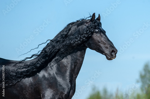 Beautiful frisian stallion photo