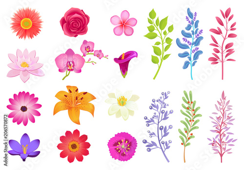 Bright Gorgeous Flowers and Wild Useful Herbs