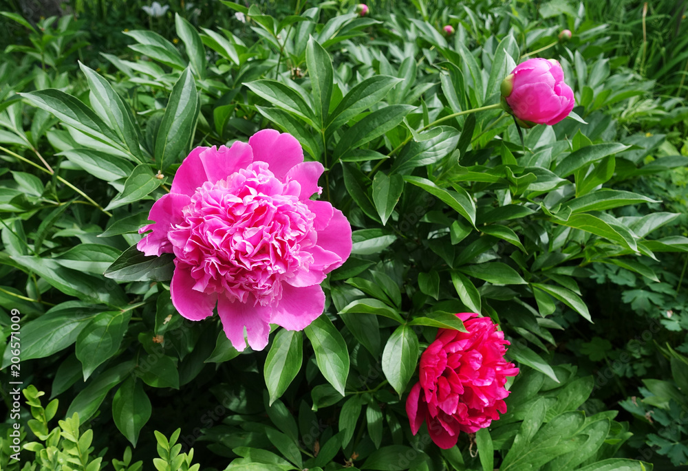 Flowering red peonies in the garden in spring day, sunlit Flowering red peonies in the garden in spring day, sunlit
