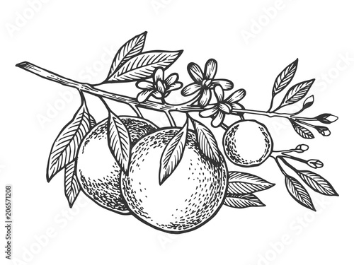 Orange tree branch engraving vector illustration