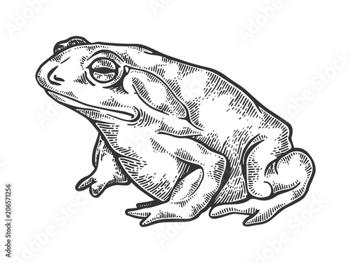 Hallucinogenic toad engraving vector illustration photo
