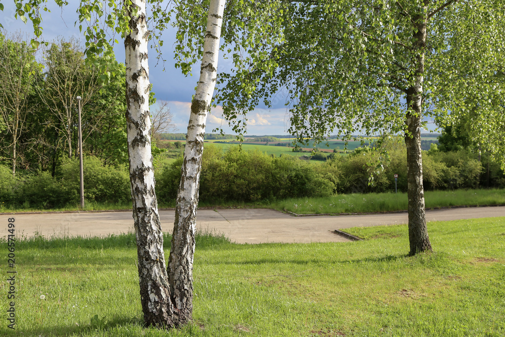 Obraz premium Birch tree with young foliage