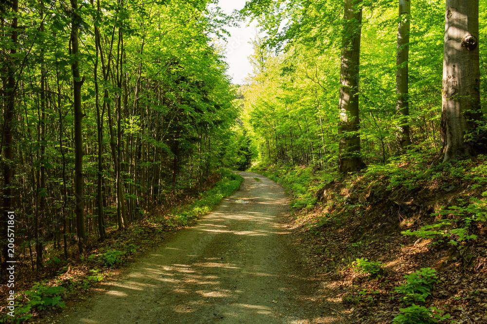 Narrow path lit by soft spring sunlight. Forest spring nature. Spring forest natural landscape with forest trees Narrow path lit by soft spring sunlight. Forest spring nature. Spring forest natural landscape with forest trees