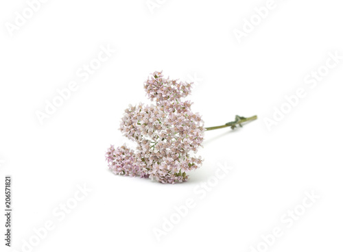 Yarrow isolated on white