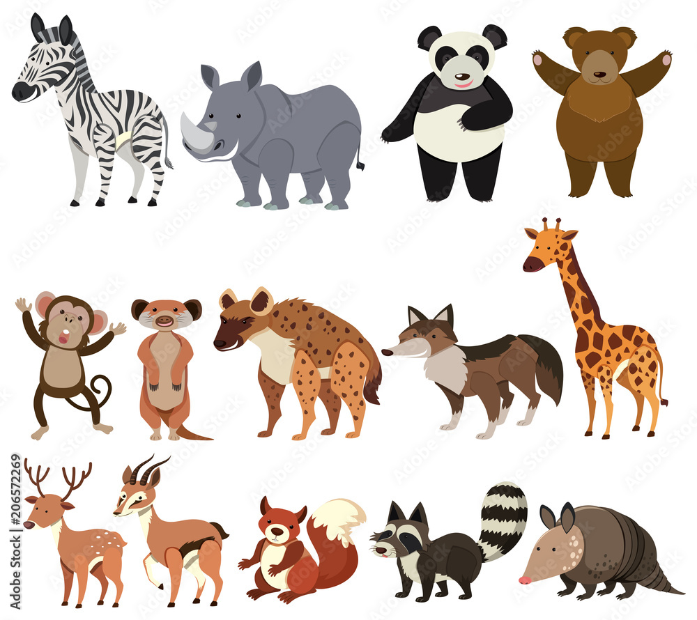 A Set of Animals on White Background A Set of Animals on White Background