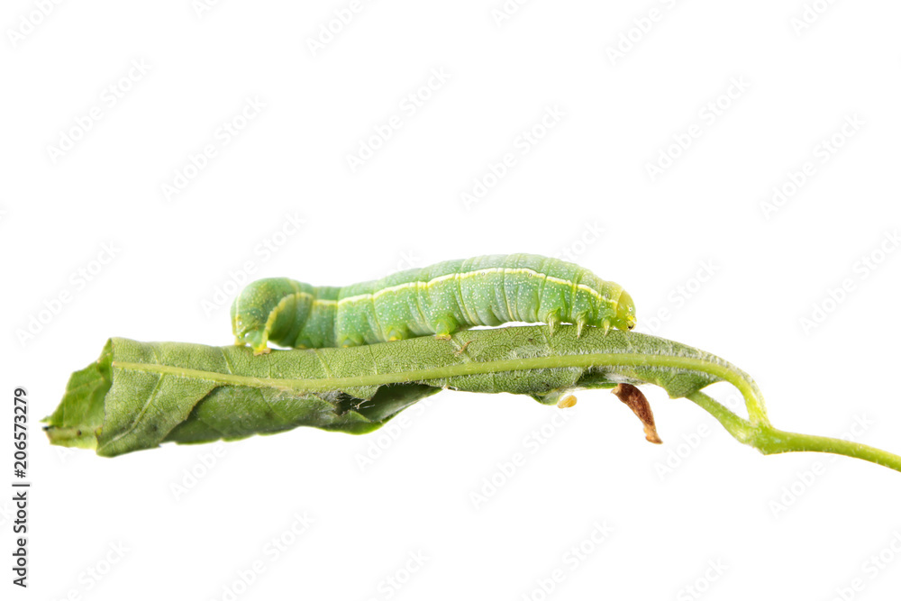 Green caterpillar of Orthosia incerta on leaf isolated on white background