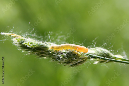 Larva of Sawfly from genus Dolerus photo