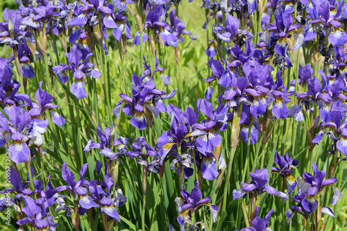 Large group of flowering Siberian irises