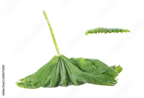 Green leaf of nettle, rolled in tubule and caterpillar of Pleuroptya ruralis isolated on white background photo