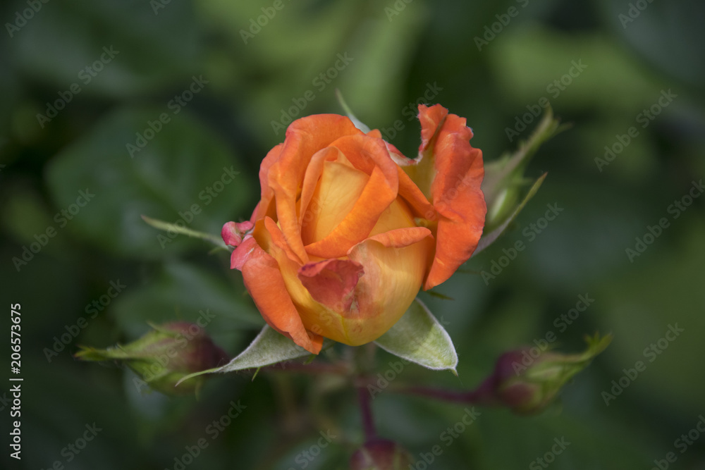 orange rose in close up