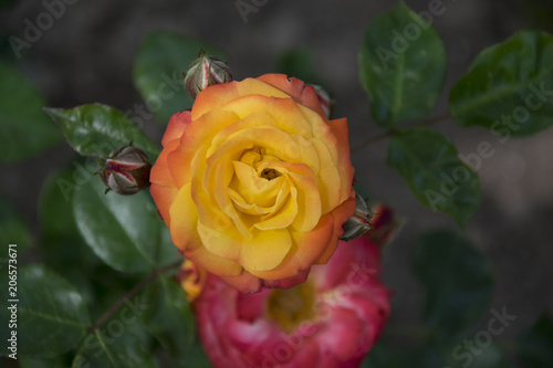 orange rose in close up