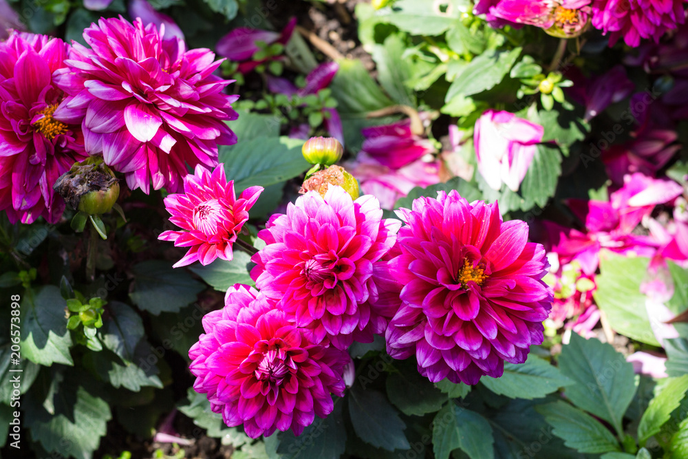 Fototapeta premium pink dahlia flowers on green bush in garden