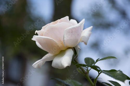 Fototapeta Naklejka Na Ścianę i Meble -  pink rose in close up