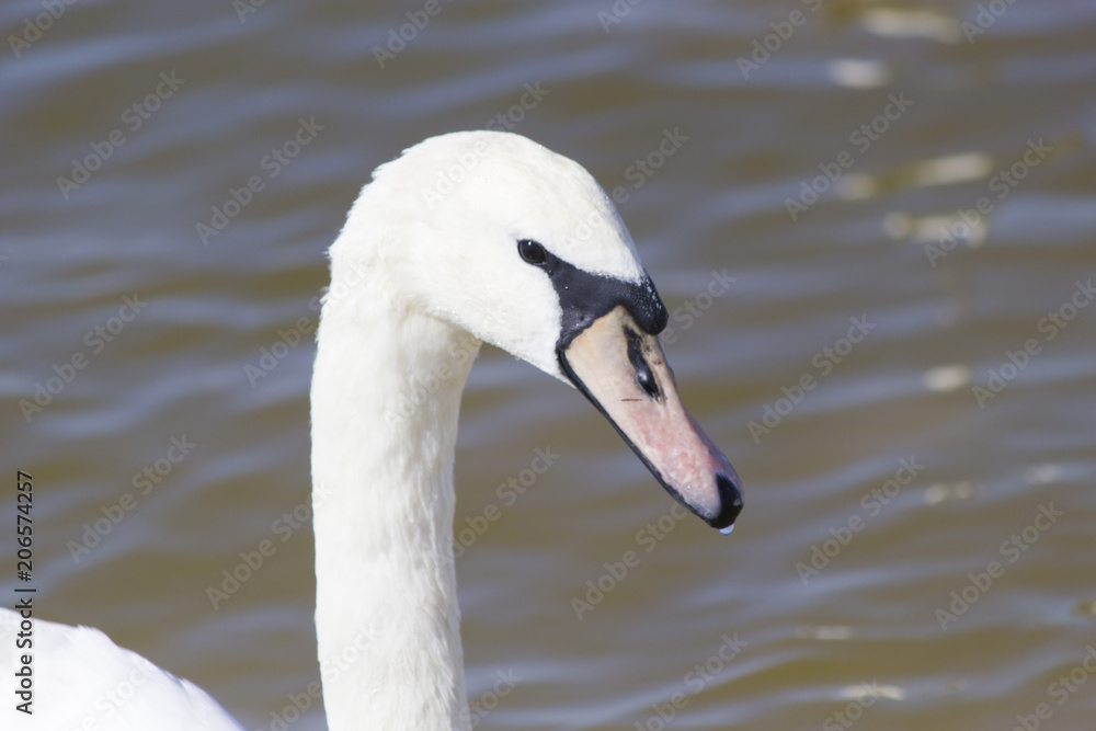 Fototapeta premium Swans on the lake