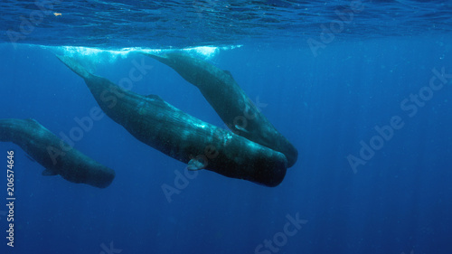 Swimming with Sperm Whales in Dominica, an island nation in Caribbean. Three generations of female whales in a matriarchal group starting their dive into deep. photo