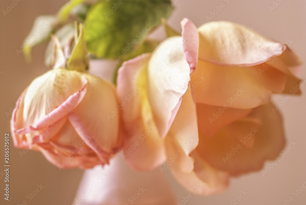 Primer plano de dos rosas en un florero.