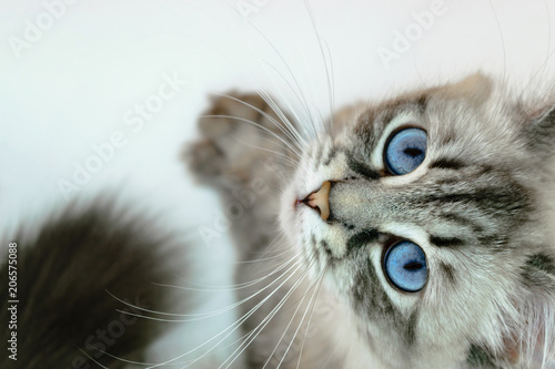 Curious Siberian Neva Masquerade Cat Looking up in White Background