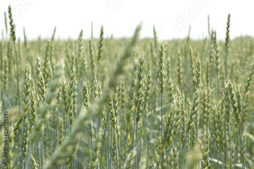 Wheat field