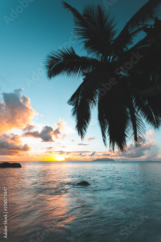 Coconut tree in Seychelles during sunset