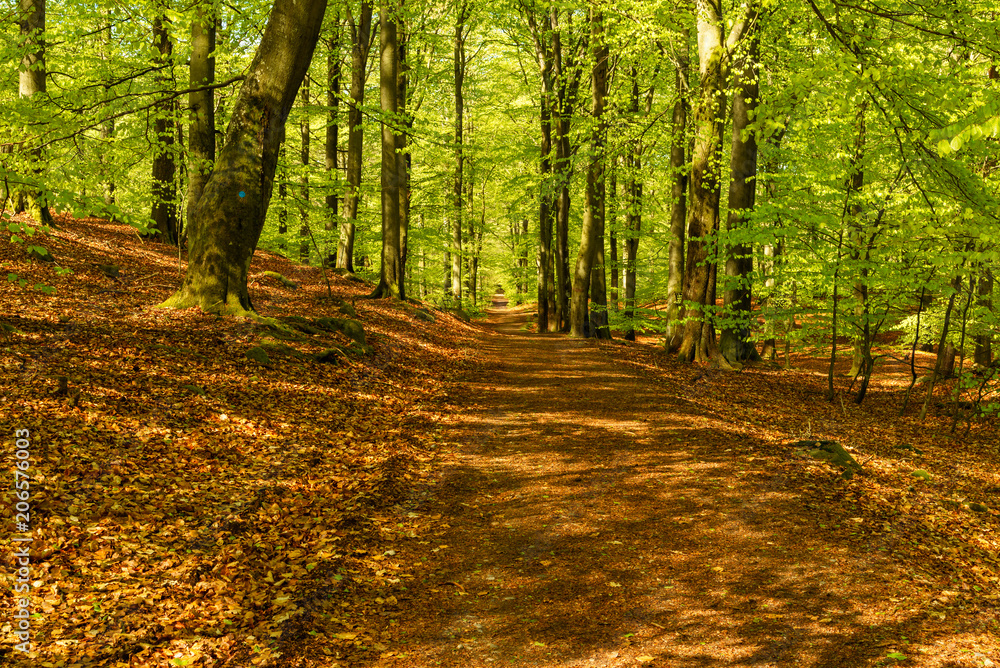 Obraz premium Hiking trail in a fresh green beech forest on a sunny day. Soderasen national park in Sweden.