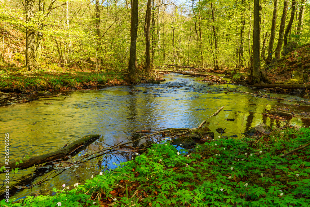 Small and shallow stream through a beech forest in spring with flowers (Anemone nemorosa) on the ground and fresh green leaves on the trees. Soderasen national park in Sweden.
