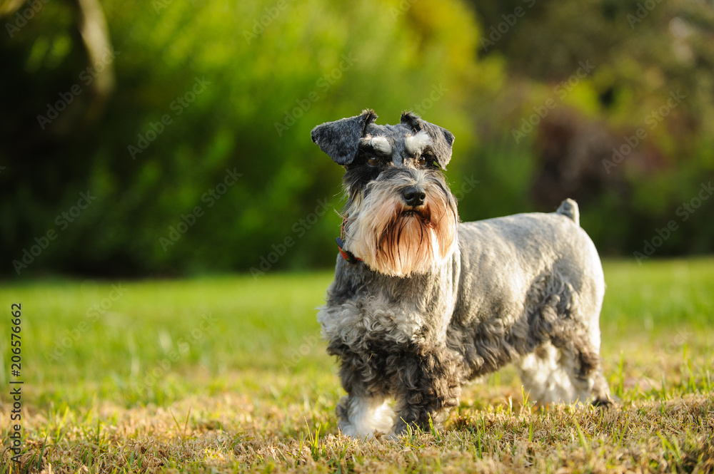Miniature Schnauzer dog outdoor portrait in grass Miniature Schnauzer dog outdoor portrait in grass