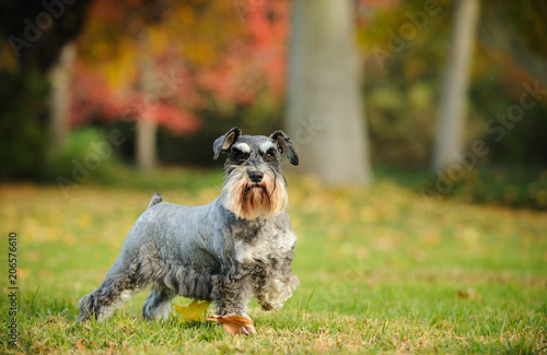 Schilderij op canvas Miniature Schnauzer dog outdoor portrait standing in grass