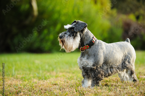 Miniature Schnauzer dog outdoor portrait standing in grass