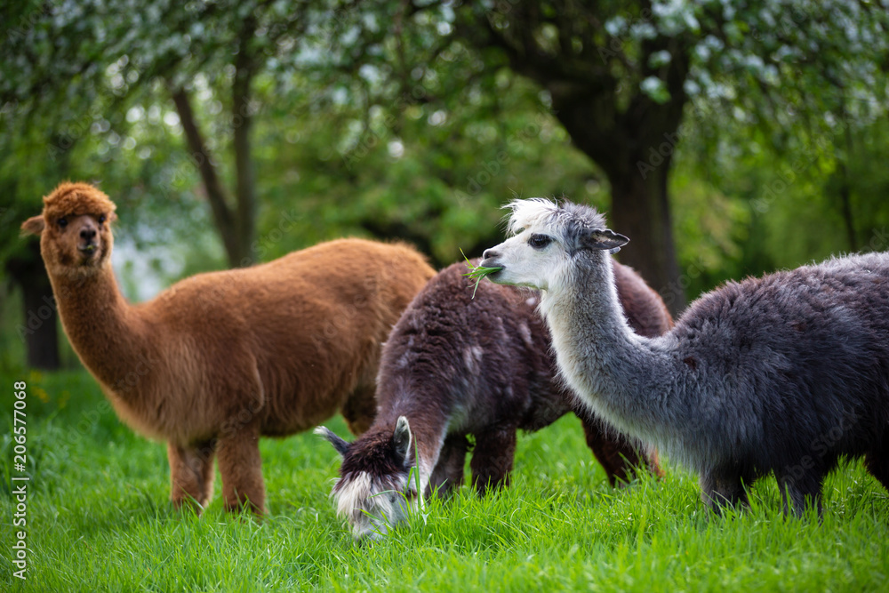 Alpacas while eating grass, South American mammals