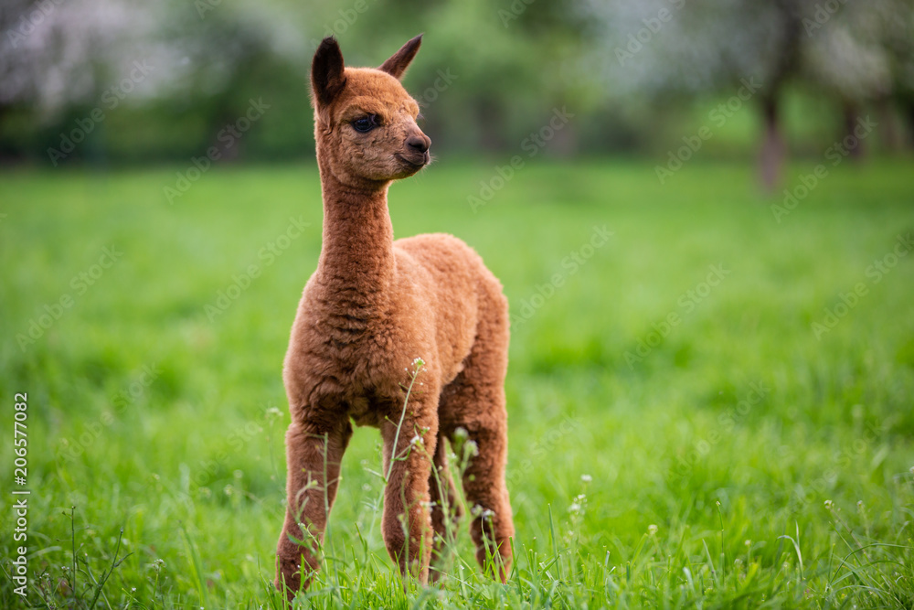 Portrait of a young Alpaca, a South American mammal Portrait of a young Alpaca, a South American mammal