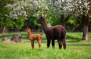 Alpacas with offspring, a South American mammal