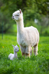 White Alpaca with offspring, South American mammal