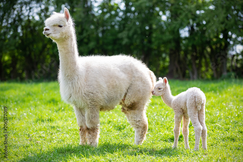 White Alpaca with offspring, South American mammal