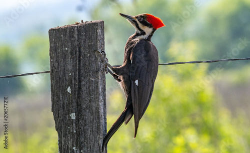 Full View of Pileated Woodpecker on Fencepost photo