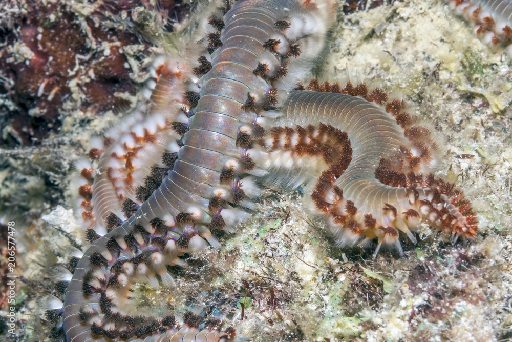 bearded fireworm, Hermodice carunculata bearded fireworm, Hermodice carunculata
