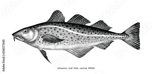 Atlantic Cod fish hand drawing vintage engraving illustration photo
