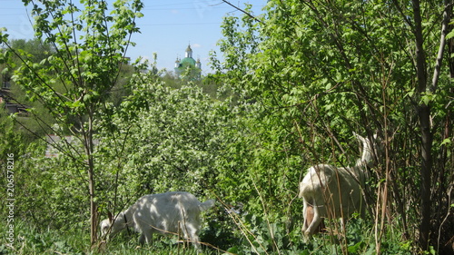 PERM,GOATS IN THE RAZGULYAI photo