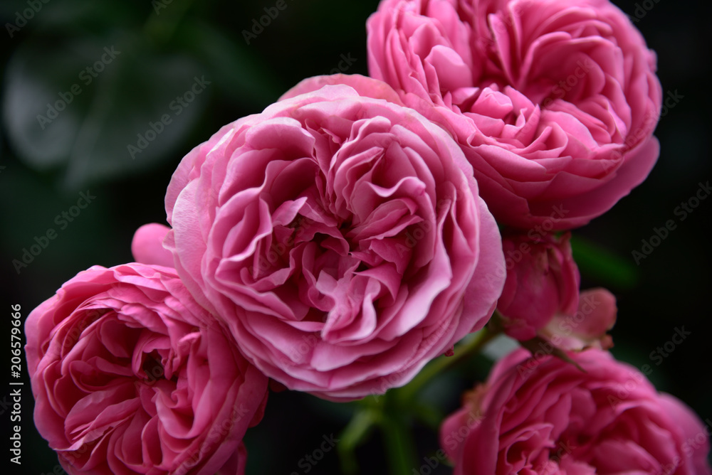 花のマクロ撮影