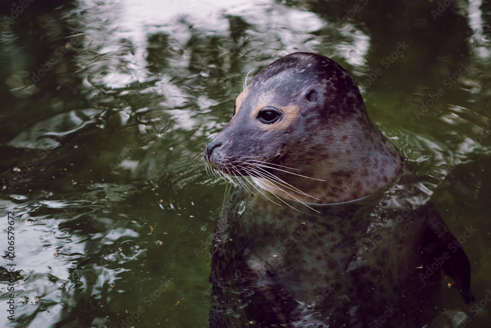 Fototapeta premium Sea calf, sea dog in her natural environment.