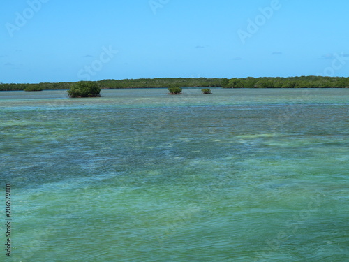 Lagune mit Mangriven auf Kuba  Cayo Coco  Jardines Del Rey