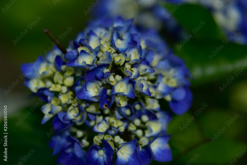 紫陽花の花