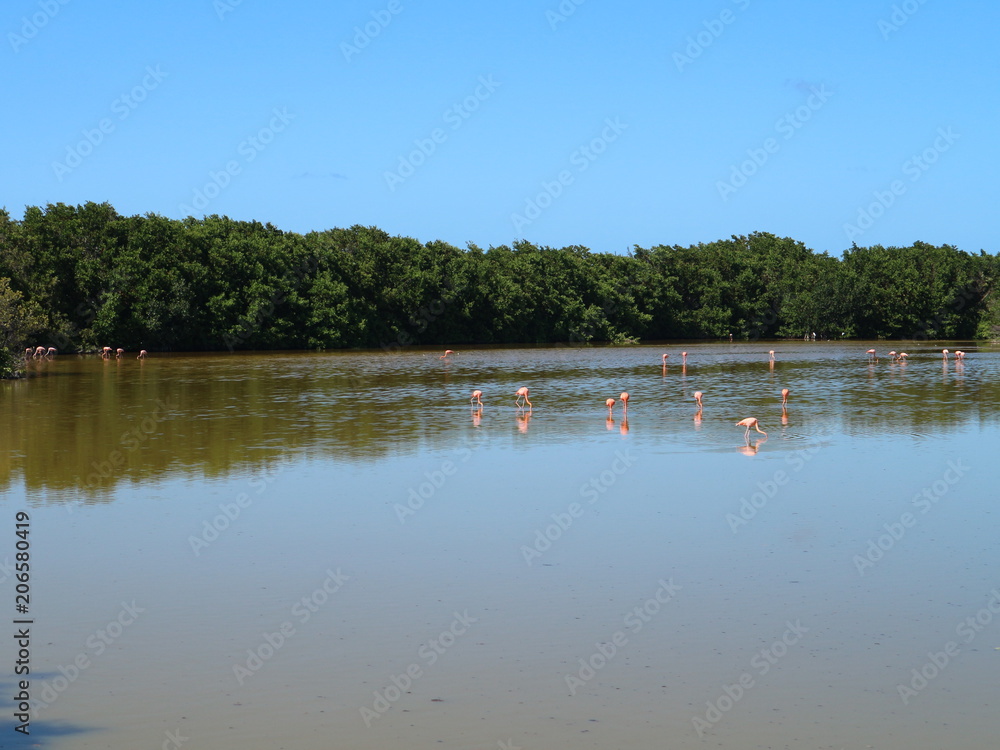 Flamingos in einem Teich, Gewässer auf Kuba, Karibik