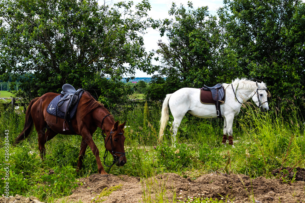 white and brown horses grazing in a meadow white and brown horses grazing in a meadow