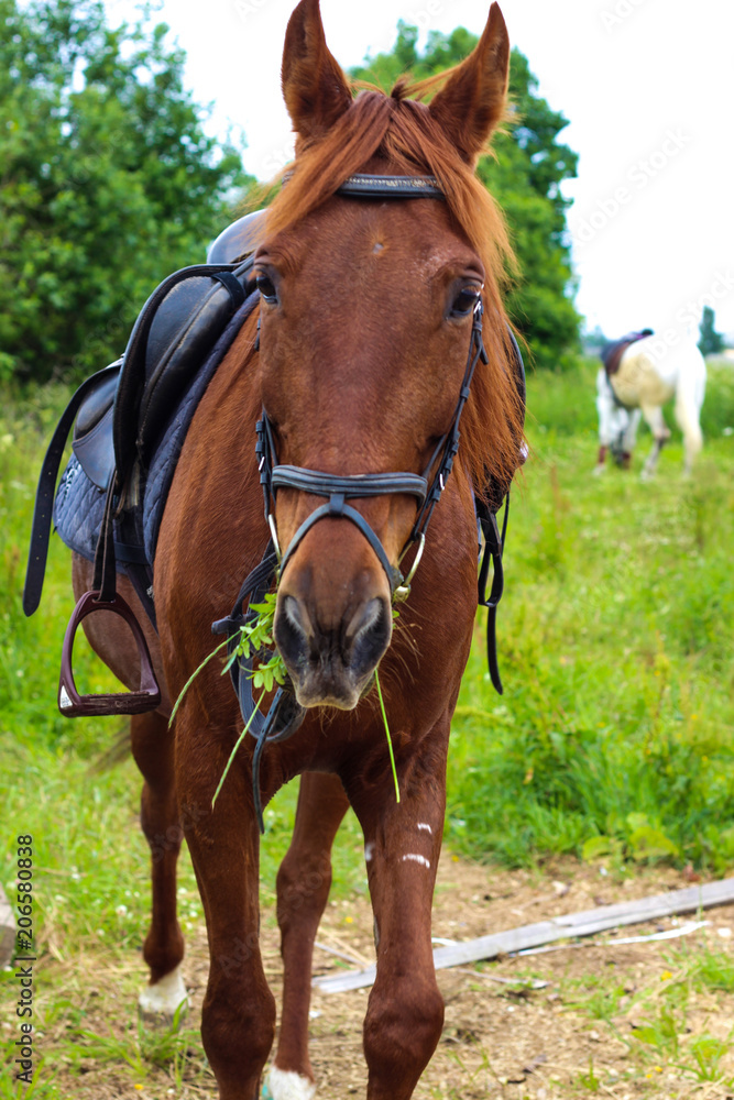 Fototapeta premium brown horse grazing in the meadow