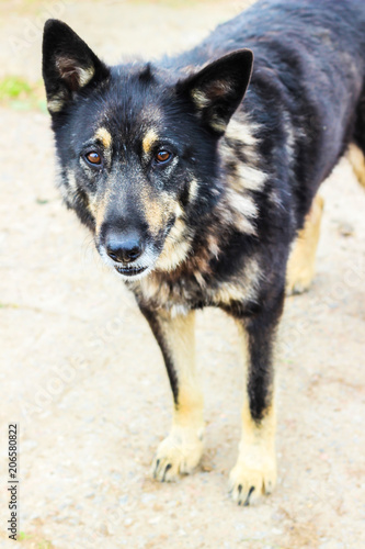 a stray dog looks you in the eye