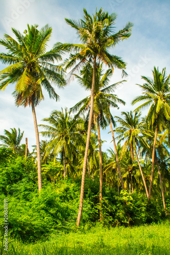Tropical beach Laem Yai with palms in the Koh Samui Island in Thailand